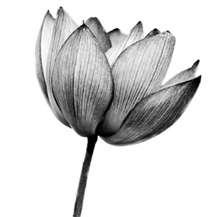 Meditation Classes